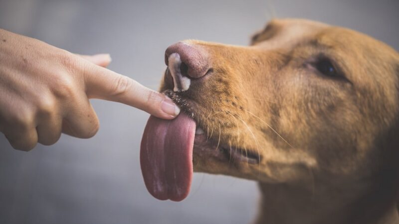 Czy ślina psa ma właściwości lecznicze?